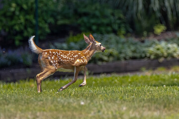 Running fawn with mother just out of sight