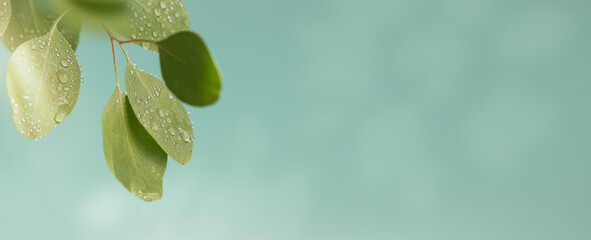Macro shot of beautiful leaf with rain drops