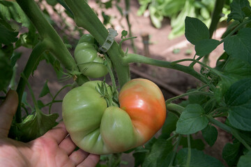 Tomato plants in a greenhouse with many fruits that ripen