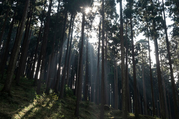 sun rays in the pine forest