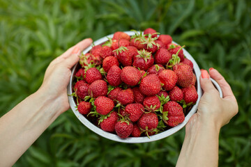 strawberry harvest