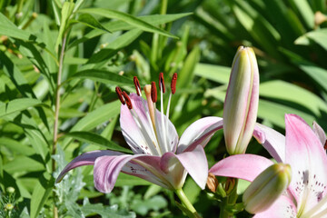 White-red lily flower in summer garden 
