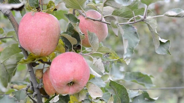 Manzanas primer plano 