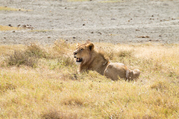 Obraz na płótnie Canvas Lion on Ngorongoro Conservation Area crater, Tanzania