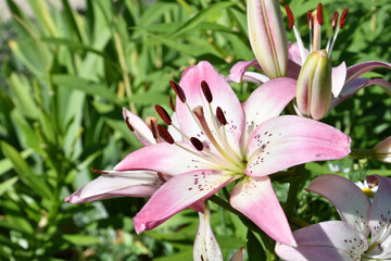 White-red lily flower in summer garden 