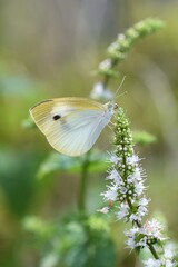 Mint flowers and butterfly. Lamiaceae perennial herb.