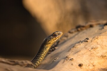 snake in the sand