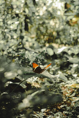 Amazing butterfly in a Guatemalan reserve nature