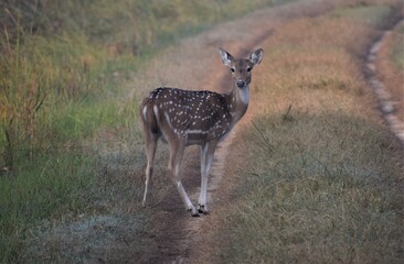 A deer looks upon the intruder at it's home