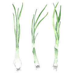 Watercolor collection of green onion