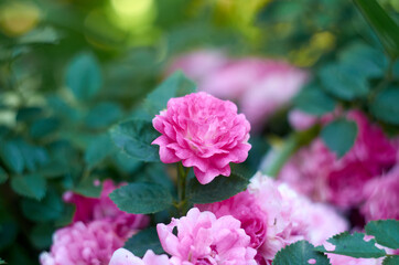 Small vibrant pink roses on the blurred green background