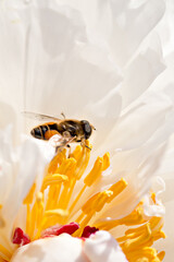 peony macro flower garden honeybee background