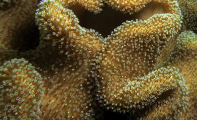 Naklejka na ściany i meble A Mushroom soft coral Cebu Philippines