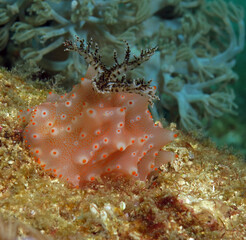 A Halgerda Batangas nudibranch Boracay Philippines
