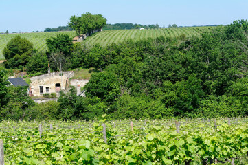 Fototapeta na wymiar Vineyards in the hills of Vouvray village