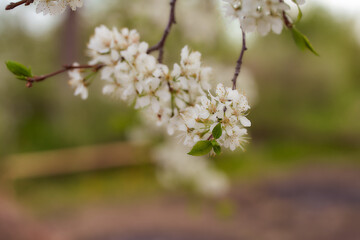 Blossoming cherry early spring. Flowers on a branch. Close Up