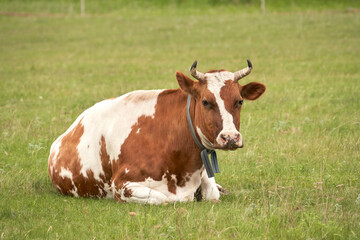 Fototapeta na wymiar Summer cow grazing. A cow is resting on a pasture.