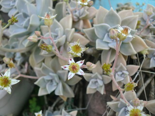 エケベリアの白い花