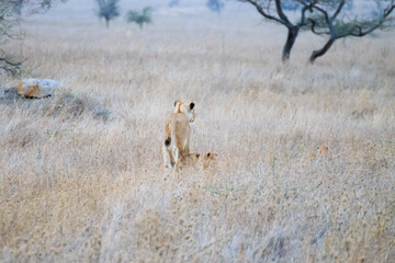 Obraz na płótnie Canvas Lioness with cubs. Serengeti National Park, Tanzania, Africa