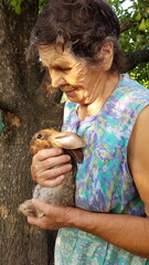 Profile portrait of elderly woman. Senior woman holds little rabbit in her wrinkled hands. Smiling 80s granny in traditional rural clothes. Grandmother and brown furry little rabbit