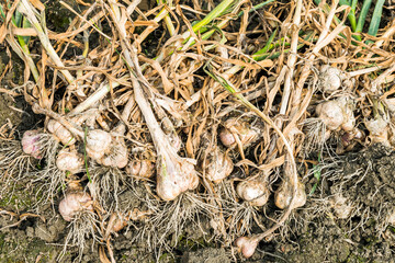 Many bundles of harvested ripe garlic heads with stems and roots lie in a row on the field in Yunlin County, Taiwan.