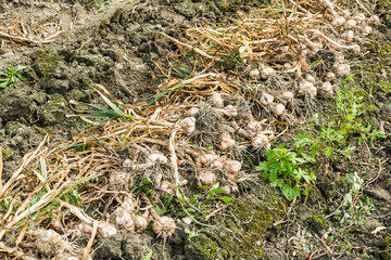 Farmer harvesting garlic heads in the farmland. in Yunlin County, Taiwan.
