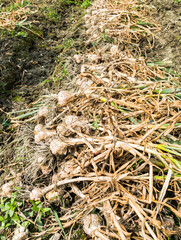 Many bundles of harvested ripe garlic heads with stems and roots lie in a row on the field in Yunlin County, Taiwan.