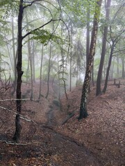 Wald im Nebel