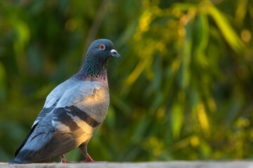 Rock Pigeon with Beautiful orange eyes