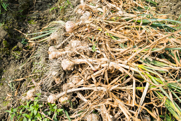 Many bundles of harvested ripe garlic heads with stems and roots lie in a row on the field in Yunlin County, Taiwan.