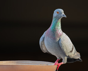 Rock Pigeon against Black Background