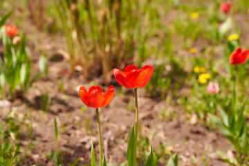 Obraz premium Two red tulips on the spring bed. Close Up