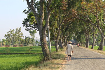 farmer walking in rice field and tree