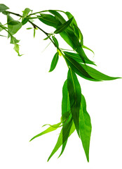 Lovely spring willow foliage. Young branches with green leaves. Isolated. Nature is waking up. Greenery for decoration. © 151115