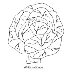 White cabbage. Vegetable culture. Vector illustration. Linear drawing.