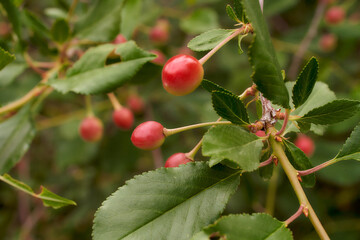 Growing blush cherry berries. Close Up