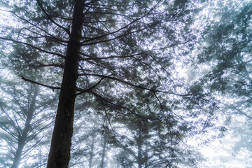 foggy forest in Yilan Taipingshan National forest recreation Area, Taiwan.