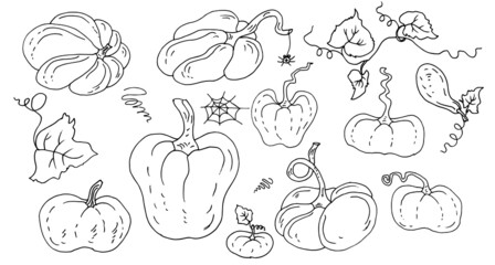 Pumpkins. Linear vector drawing, sketch.