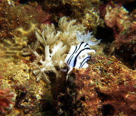 A Chromodoris Willani nudibranch on corals Boracay Island Philippines 