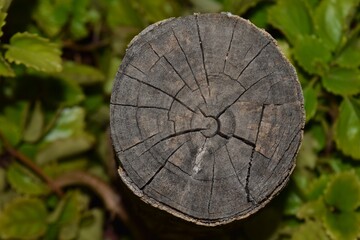 cut tree trunk