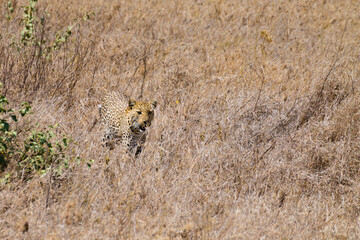 Leopard from Serengeti National Park, Tanzania, Africa
