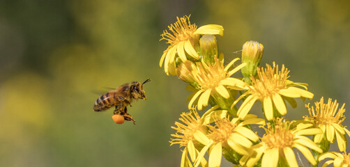 Vol d'une abeille 2