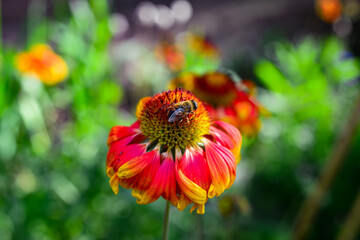 Beautiful echinacea blooms in the summer meadow. sunny day