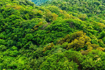 Fototapeta na wymiar Beautiful green forest in the mountains of Taiwan.