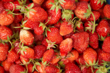 Juicy ripe red strawberries. Country berry Close Up