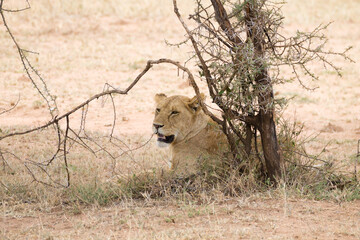 Fototapeta na wymiar Lioness at Serengeti National Park, Tanzania, Africa