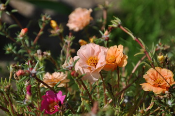 Naklejka na ściany i meble orange and pink flowers in the garden