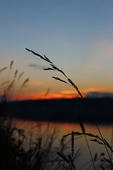 Grass on the background of sunset