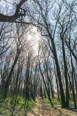 road in the forest with trees without leaves