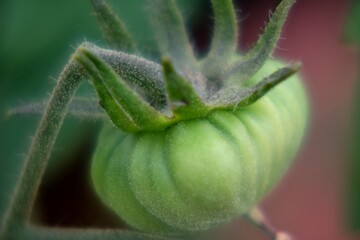 Tomate verte.